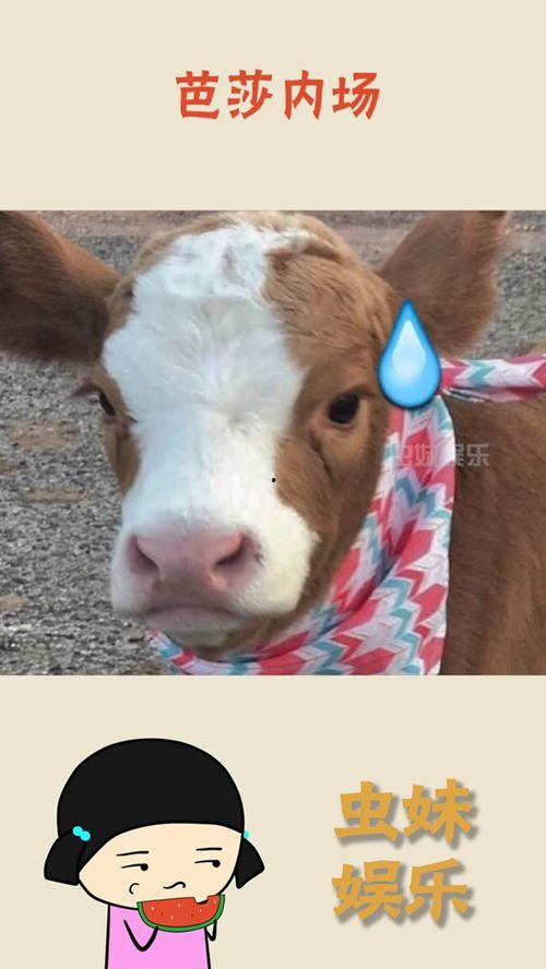 娛樂吃瓜醬熊,揭秘娛樂圈那些不為人知的幕后故事