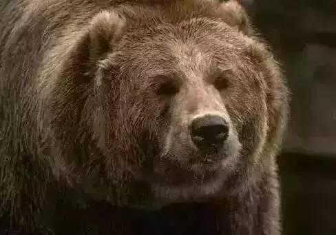 娛樂吃瓜醬熊,揭秘娛樂圈那些不為人知的幕后故事