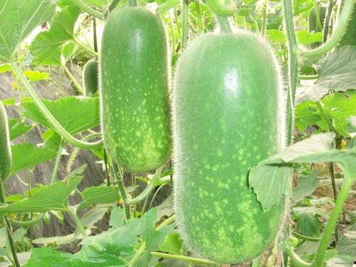 東瓜娛樂中老年吃瓜,中老年群體樂享“吃瓜”時光