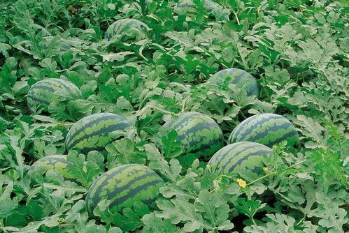 718娛樂(lè)吃瓜入口,一場(chǎng)吃瓜盛宴背后的真相與內(nèi)幕