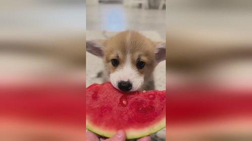 吃瓜娛樂小狗,小狗帶你領(lǐng)略萌寵界的歡樂時光