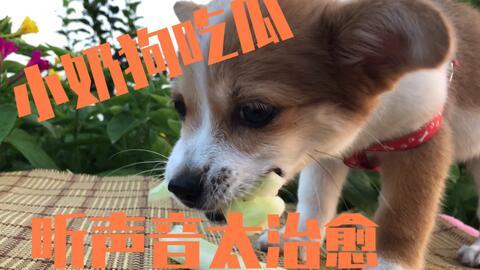 吃瓜娛樂小狗,小狗帶你領(lǐng)略萌寵界的歡樂時光