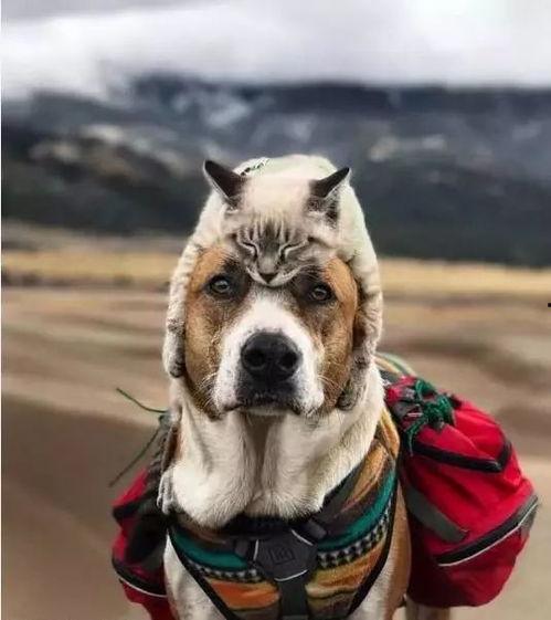 娛樂吃瓜醬女生養(yǎng)的狗,揭秘娛樂吃瓜醬女生的心頭愛寵