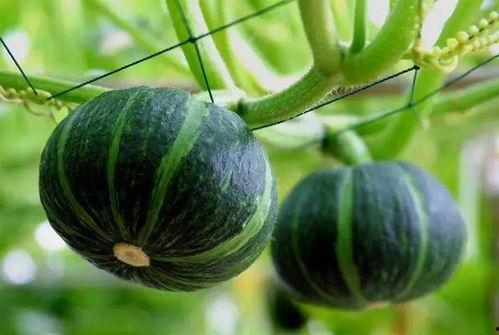 娛樂(lè)吃瓜小南瓜微博,揭秘吃瓜小南瓜微博背后的故事