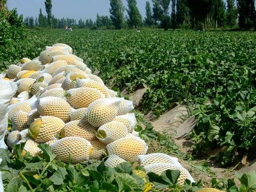 娛樂(lè)吃瓜州,揭秘娛樂(lè)圈背后的故事與八卦