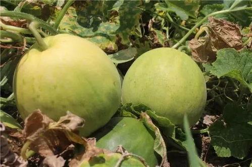 愛娛樂吃瓜,揭秘娛樂圈那些事兒