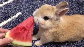 娛樂吃瓜小兔子視頻大全,盤點熱門視頻大全