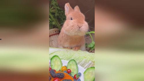 娛樂吃瓜小兔子視頻大全,盤點熱門視頻大全