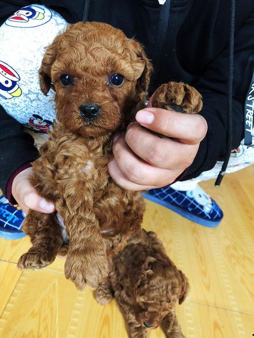 娛樂圈吃瓜爆料弟弟泰迪,泰迪弟弟吃瓜爆料，揭秘幕后真相