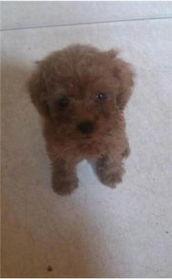 娛樂圈吃瓜爆料弟弟泰迪,泰迪弟弟吃瓜爆料，揭秘幕后真相