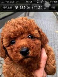 娛樂圈吃瓜爆料弟弟泰迪,泰迪弟弟吃瓜爆料，揭秘幕后真相