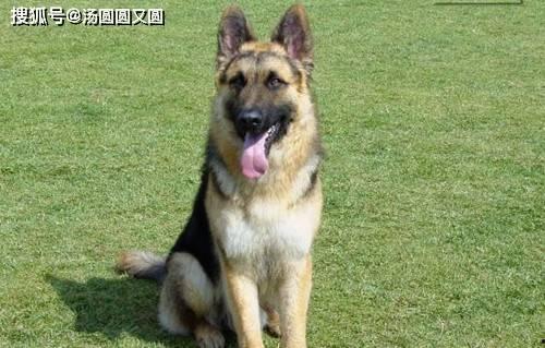 娛樂吃瓜醬牧羊犬,揭秘牧羊犬背后的故事