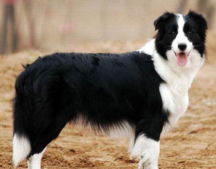 娛樂吃瓜醬牧羊犬,揭秘牧羊犬背后的故事