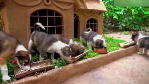 娛樂吃瓜醬寺廟里的小狗,見證信仰與生命的溫馨瞬間