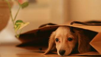 娛樂吃瓜醬寺廟里的小狗,見證信仰與生命的溫馨瞬間