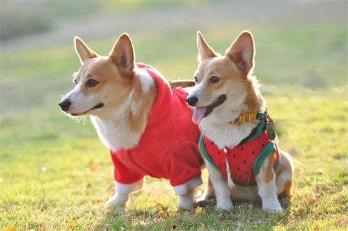 娛樂(lè)吃瓜醬柯基,柯基萌寵“娛樂(lè)吃瓜醬”的趣味生活大盤點(diǎn)