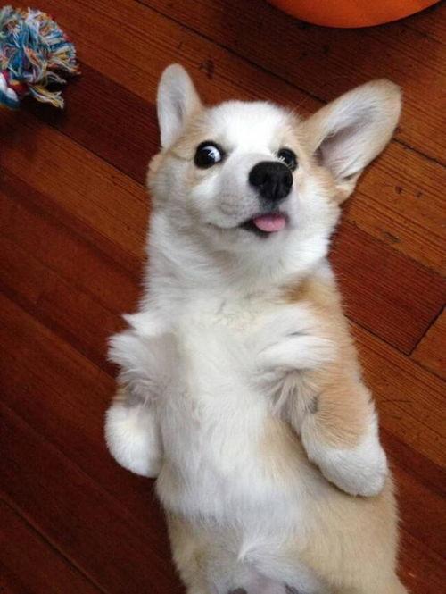 娛樂(lè)吃瓜醬柯基,柯基萌寵“娛樂(lè)吃瓜醬”的趣味生活大盤點(diǎn)