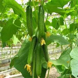 娛樂(lè)公司工作吃瓜,揭秘娛樂(lè)公司工作日常的吃瓜瞬間