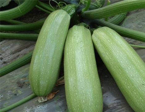 娛樂圈吃瓜有什么好處,揭秘娛樂八卦背后的樂趣與益處