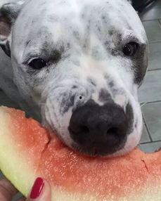 娛樂(lè)吃瓜汪星人是誰(shuí),網(wǎng)絡(luò)紅星的崛起之路