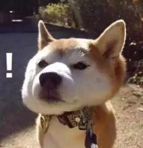 娛樂吃瓜君傻狗日常,傻狗日常的歡樂盛宴