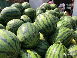 碭山吃瓜娛樂(lè),一場(chǎng)別開(kāi)生面的吃瓜娛樂(lè)盛宴