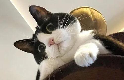 娛樂吃瓜醬奶牛貓,揭秘娛樂圈的萌寵生活