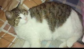 吃瓜娛樂(lè)貓,揭秘娛樂(lè)圈背后的趣味故事