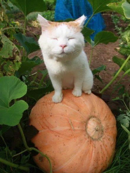 吃瓜娛樂(lè)貓,揭秘娛樂(lè)圈背后的趣味故事