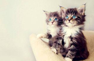 娛樂吃瓜醬小貓被薅起來,薅貓事件背后的真相