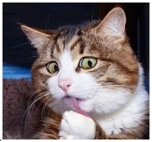 娛樂吃瓜醬小貓被薅起來,薅貓事件背后的真相